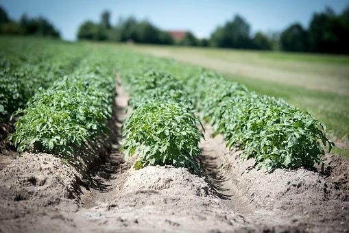 Удобрения вносимые при посадке картофеля