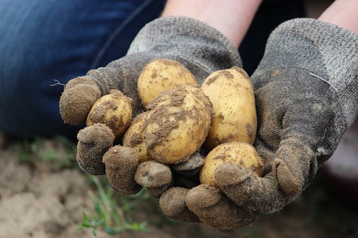 Удобрения вносимые при посадке картофеля